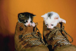 Kittens in Hiking Boots